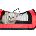 Useful Techniques to Get a Cat Inside a Carrier
