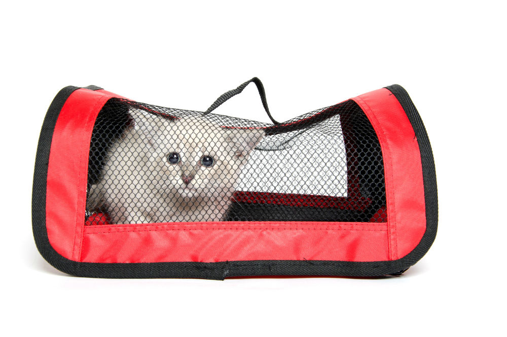 Useful Techniques to Get a Cat Inside a Carrier